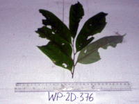 Cryptocarya depressa image