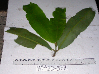 Calophyllum soulattri image