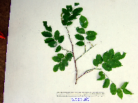 Pterocarpus indicus image