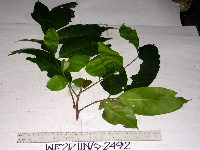 Goniocheton arborescens image