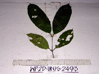 Gnetum latifolium image