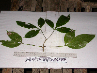 Neosepicaea viticoides image