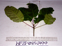 Pimelodendron amboinicum image