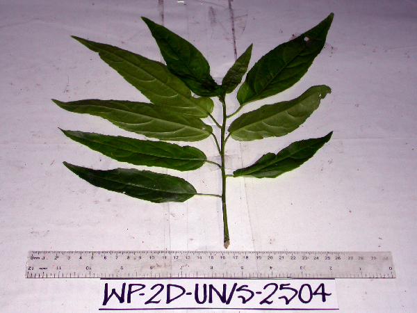 Claoxylon indicum image