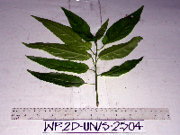 Claoxylon indicum image