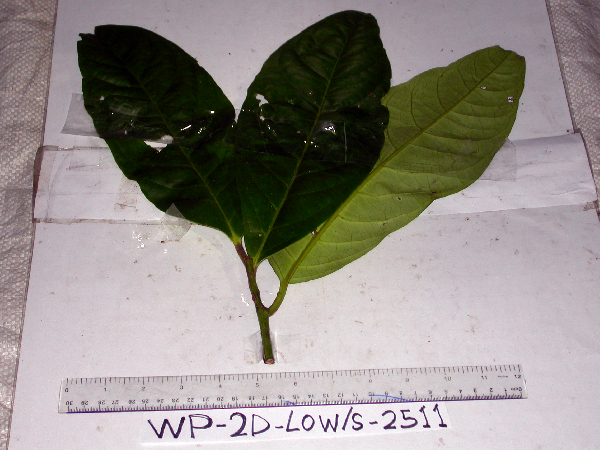 Merrilliodendron megacarpum image