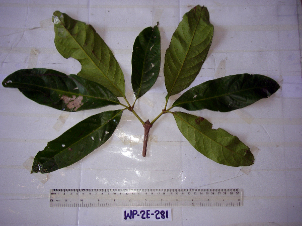 Teijsmanniodendron bogoriense image