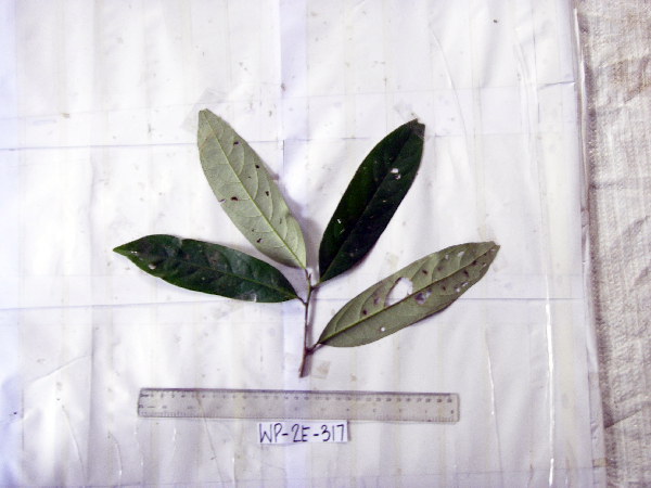 Litsea timoriana image