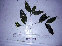 Celtis latifolia image