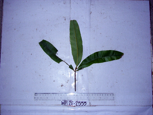 Calophyllum soulattri image