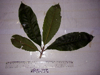 Gnetum latifolium image