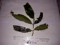 Calophyllum soulattri image