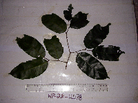 Kingiodendron novoguineense image