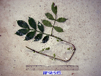 Archidendron ptenopum image