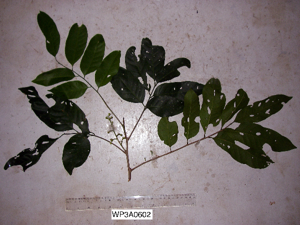 Prasoxylon alliaceum image