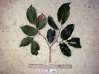 Kingiodendron novoguineense image