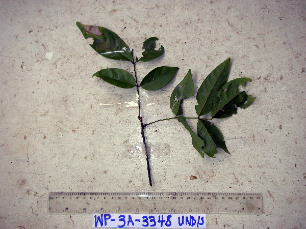 Derris rubrocalyx image