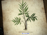 Image of Alocasia brancifolia