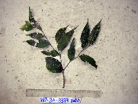 Celtis latifolia image