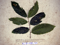 Bridelia macrocarpa image