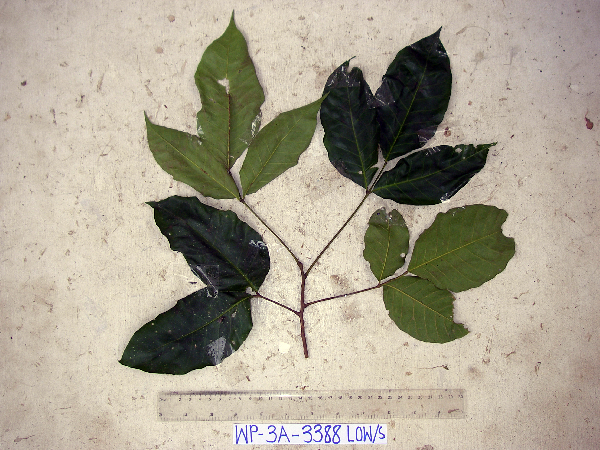 Allophylus image