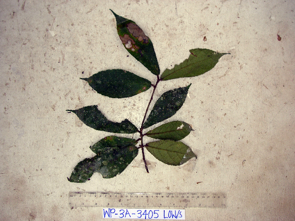 Ficus badiopurpurea image