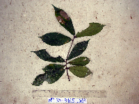 Image of Ficus badiopurpurea