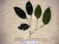 Celtis latifolia image