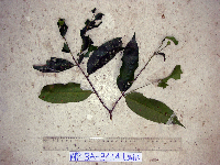 Celtis latifolia image