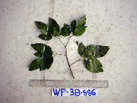 Petraeovitex multiflora image
