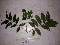 Cupaniopsis macropetala image