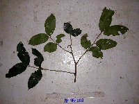 Chisocheton lasiocarpus image