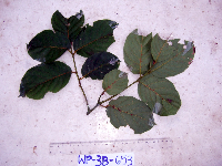 Cryptocarya depressa image