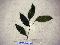 Celtis latifolia image