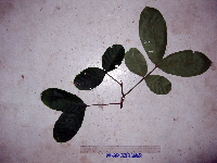 Chisocheton lasiocarpus image