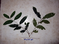 Chisocheton lasiocarpus image