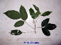 Allophylus cobbe image