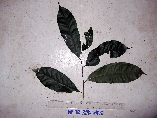 Rhyticaryum novoguineense image