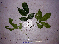 Goniocheton arborescens image