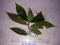 Ficus hahliana image