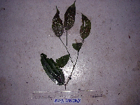 Celtis latifolia image