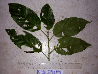 Claoxylon indicum image