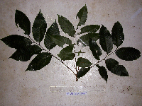 Aglaia lepiorrhachis image