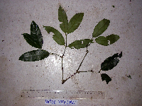 Gnetum gnemon image