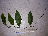 Adenia heterophylla image