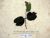 Gnetum latifolium image