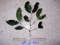 Gnetum latifolium image