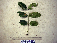 Gnetum gnemonoides image