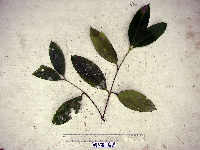 Syzygium furfuraceum image