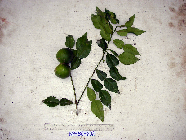 Citrus polyandra image